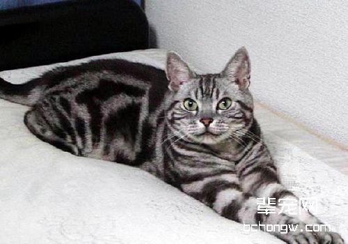 猫咪巨食道症的治疗方法