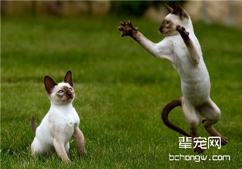 猫咪鼻炎的病因分析