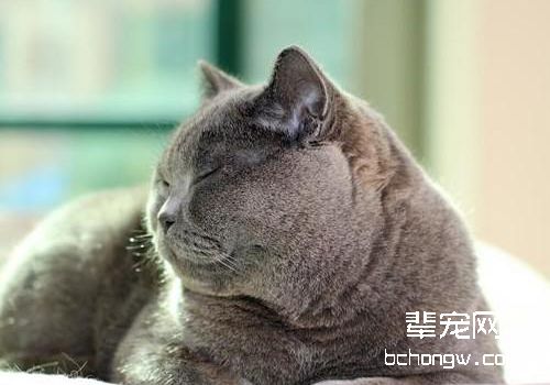 如何防治猫传染性贫血