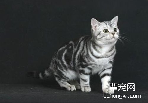 什么是猫下泌尿道疾病
