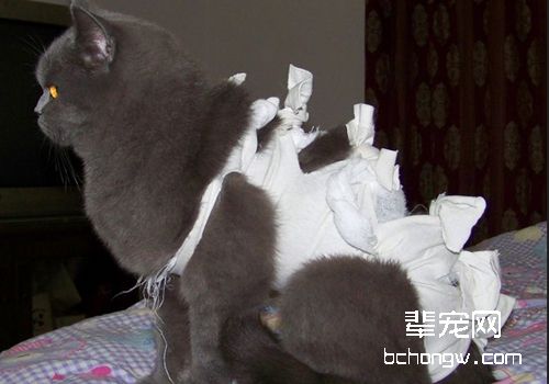 猫传染性贫血有何流行特点