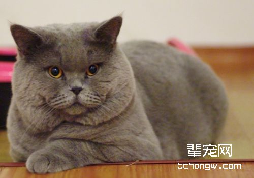 引发猫传染性贫血的原因