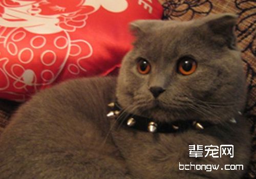 猫咪结膜炎的治疗方法有哪些
