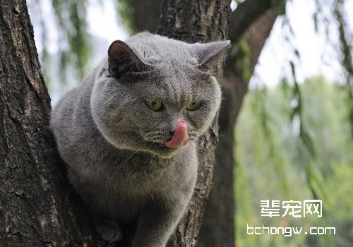 猫传染性贫血的症状有哪些