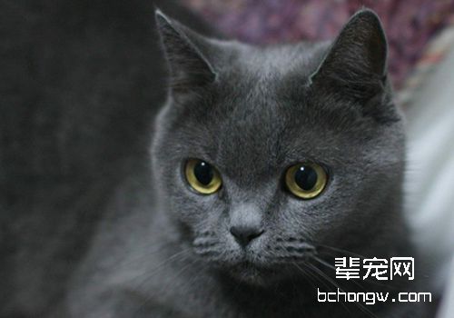 如何治疗猫真菌性皮肤病
