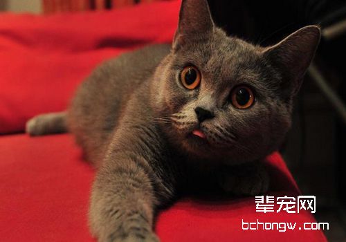 猫咪结膜炎的症状有哪些