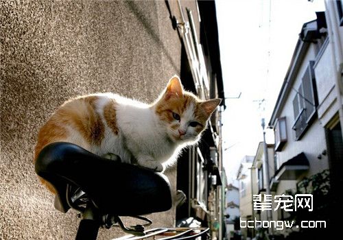 猫咪常见的内寄生虫病之球虫病