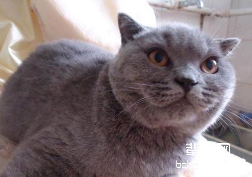 引起猫咪结膜炎的原因