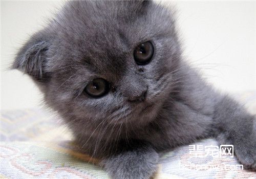 猫咪腹股沟疝的治疗方法
