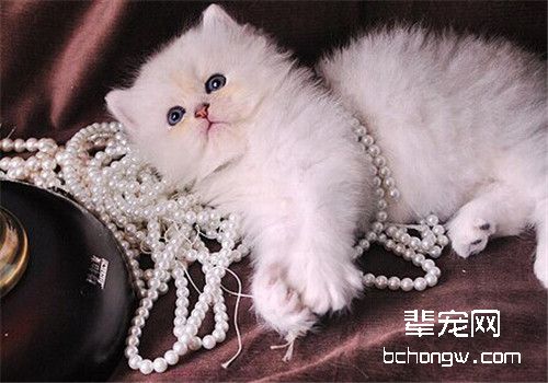 猫咪常见的内寄生虫病之蛔虫病