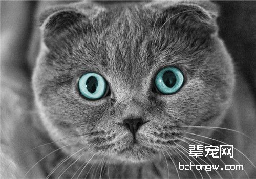 猫咪腹股沟疝的临床症状