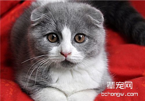 猫咪脐疝的临床症状