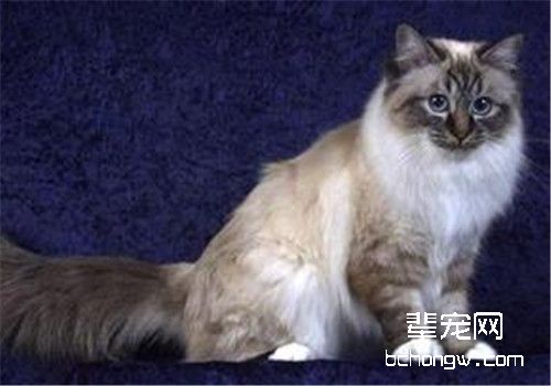 猫咪脐疝的病因分析