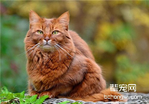 猫咪常见的内寄生虫病之弓形虫病