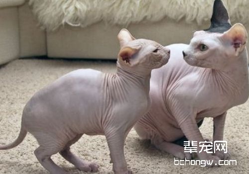 如何治疗猫中耳炎