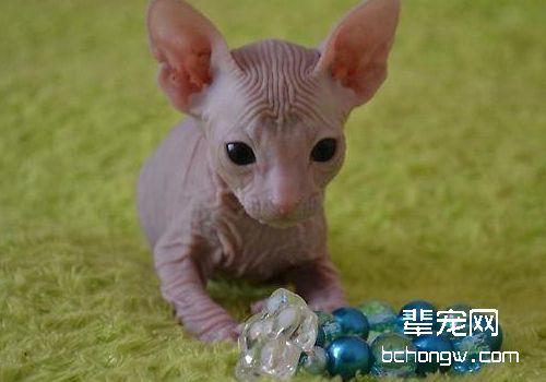 猫咪中耳炎的症状有哪些