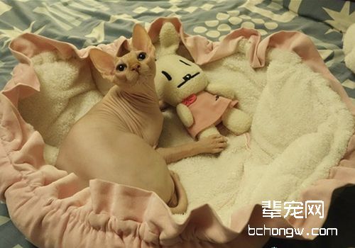 引起猫咪中耳炎的原因有哪些