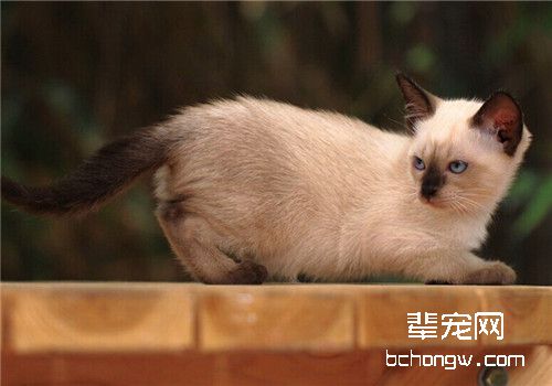 猫咪老鼠药中毒之磷化锌