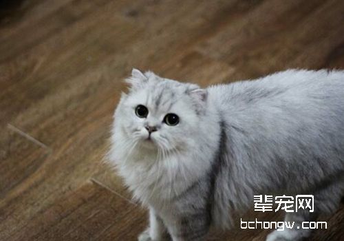 猫甲状腺功能亢进会引起哪些并发症