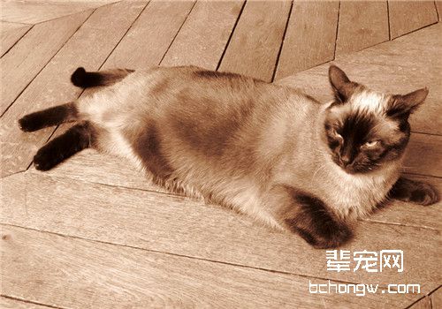 猫咪传染性腹膜炎的临床症状