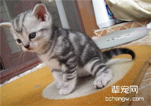 猫咪为什么会缺钙