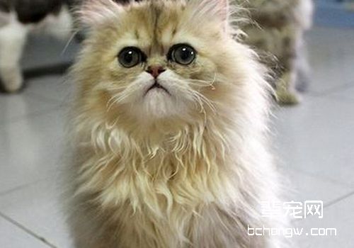 猫甲状腺功能亢进的症状有哪些