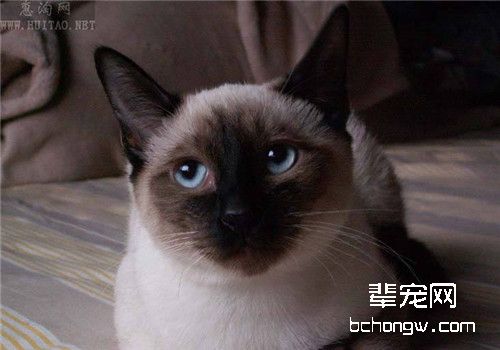 猫咪急性胰腺炎的治疗原则