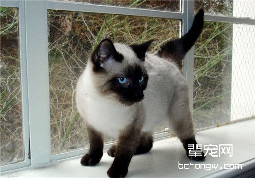 猫钙磷代谢病的症状有哪些
