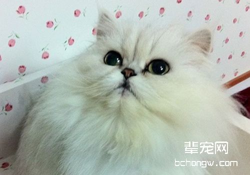 什么是猫甲状腺功能亢进