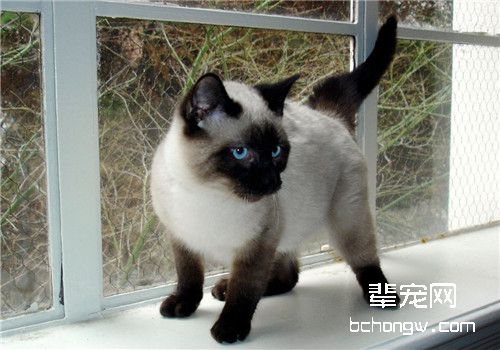 猫咪急性胰腺炎的诊断方法
