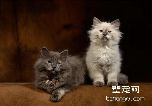 猫常见的灭鼠药中毒之溴敌隆