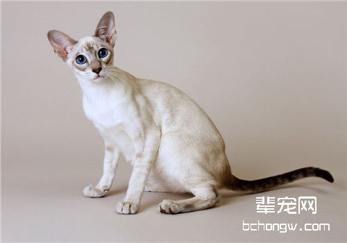 猫咪急性胰腺炎的临床症状