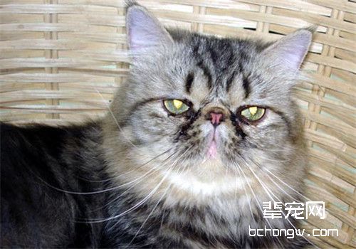 猫咪脂肪肝的治疗原则
