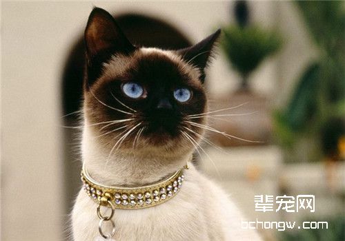 猫咪急性胰腺炎的病因分析
