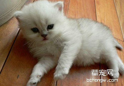 如何治疗猫甲状腺功能亢进