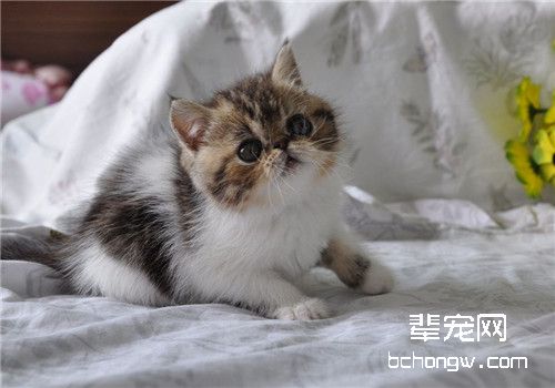猫咪脂肪肝的病因分析