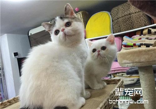 猫患烟酸缺乏症的症状有哪些