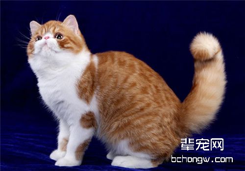 猫咪肝炎的治疗注意事项