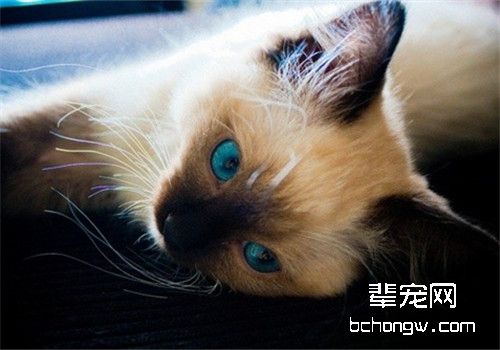 猫咪便秘的预防措施