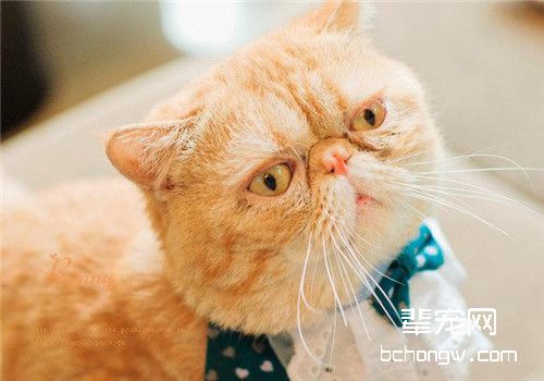 猫咪肝炎的治疗原则