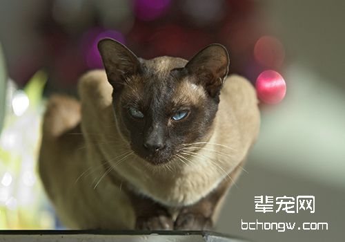 如何处理异常分娩的母猫