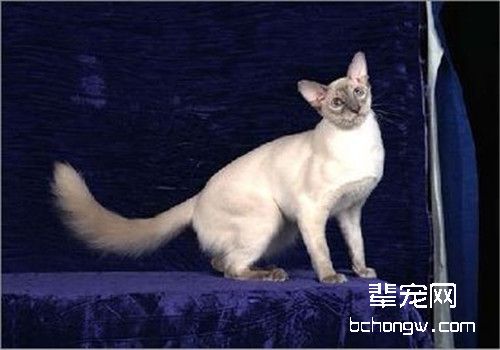 猫咪肝炎的病因分析