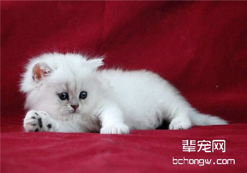 猫烟酸缺乏症的病因分析