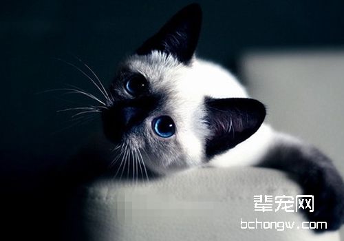哪些症状说明猫咪异常分娩