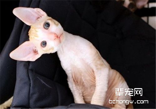 猫咪肝炎的诊断及症状