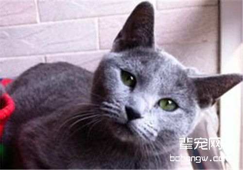 猫咪便秘的临床症状