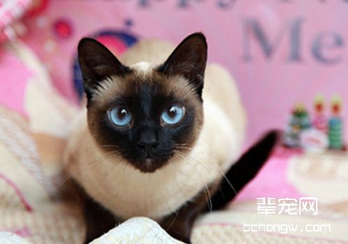 哪些原因会导致猫咪异常分娩