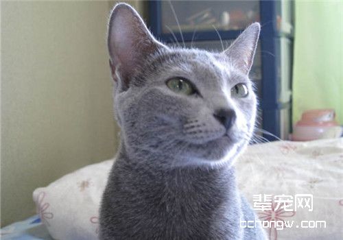 猫咪便秘的病因分析