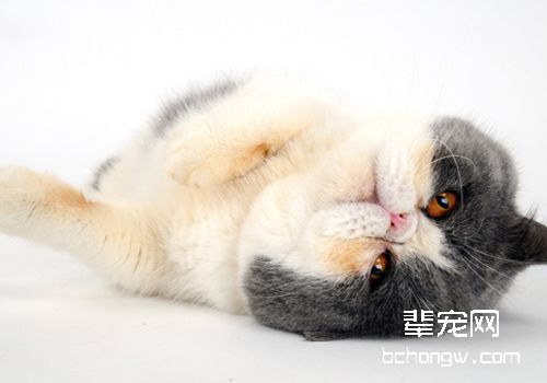 如何治疗猫神经性皮炎