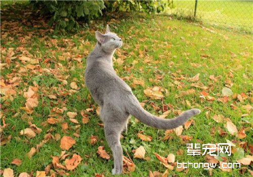 猫咪肝硬化的防治方法